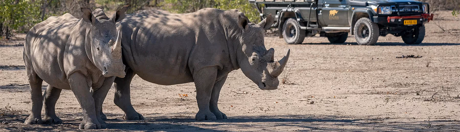 Safari pause: spot rhinos in their natural habitat in the heart of the wilderness.