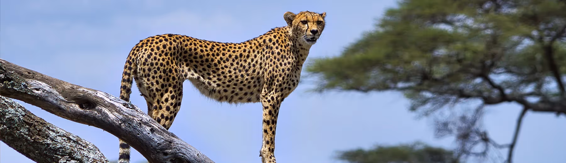 A cheetah perched on a tree, against the scenic backdrop of Namibia.