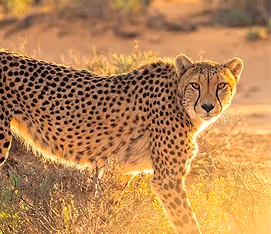 Cheetah Conservation Fund