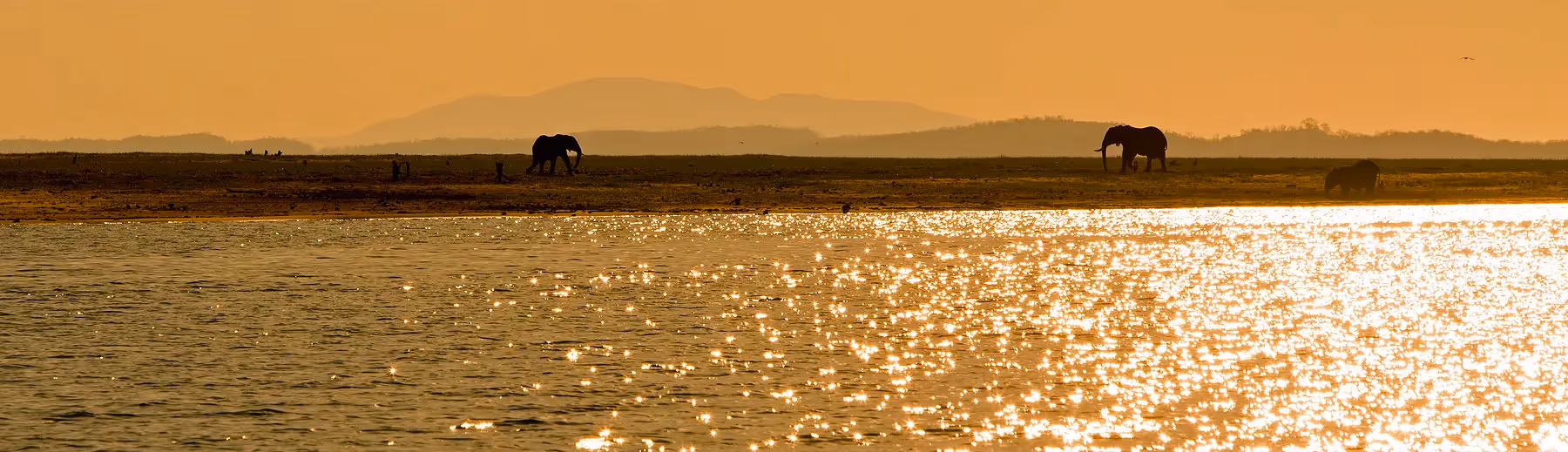 Three elephants on the shore of Lake Kariba at sunrise. 