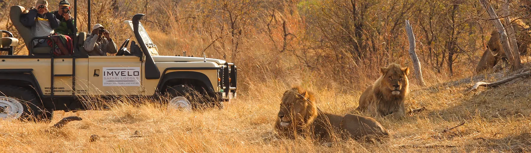 A safari vehicle on a game drive at Imvelo Safari Lodge with guests looking through binoculars at three male lions in the grass.