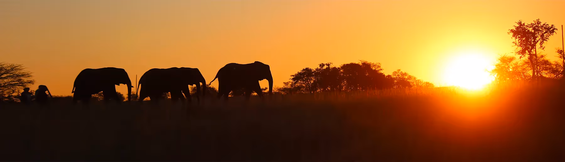 A silhouette of a safari vehicle and elephants walking into the yellow sunrise. 