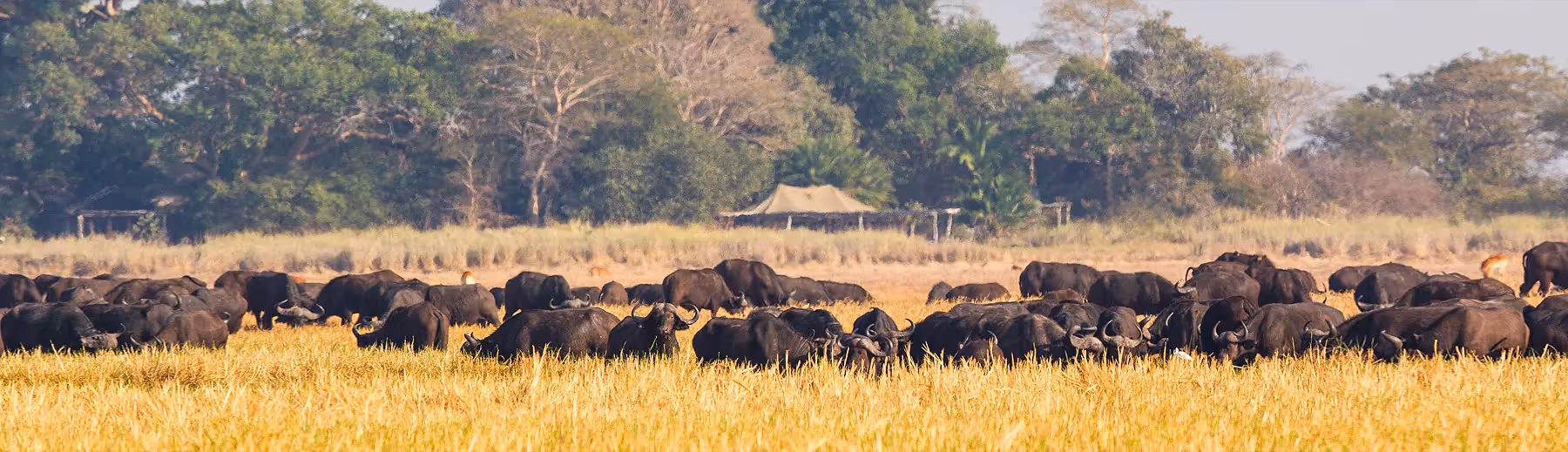 A herd of buffalo grazing in thick grass with a tented lodge in the treeline in the background.