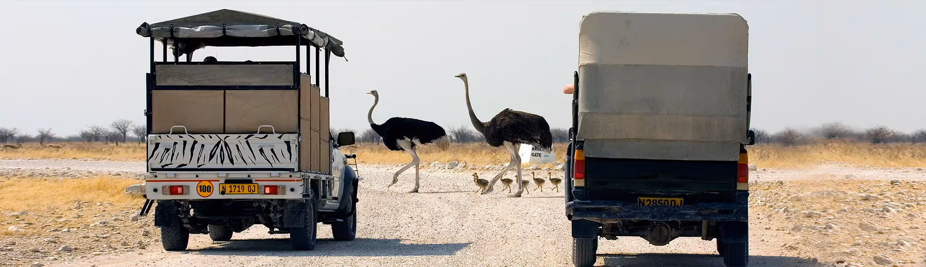 Etosha National Park Travel Guide