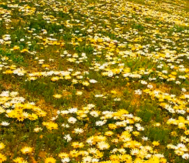 Namaqualand and Northern Cape