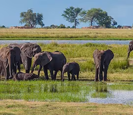 Chobe National Park