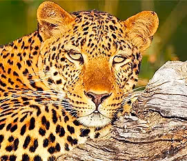 South Luangwa National Park