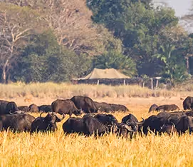Kafue National Park