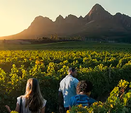 Cape Winelands