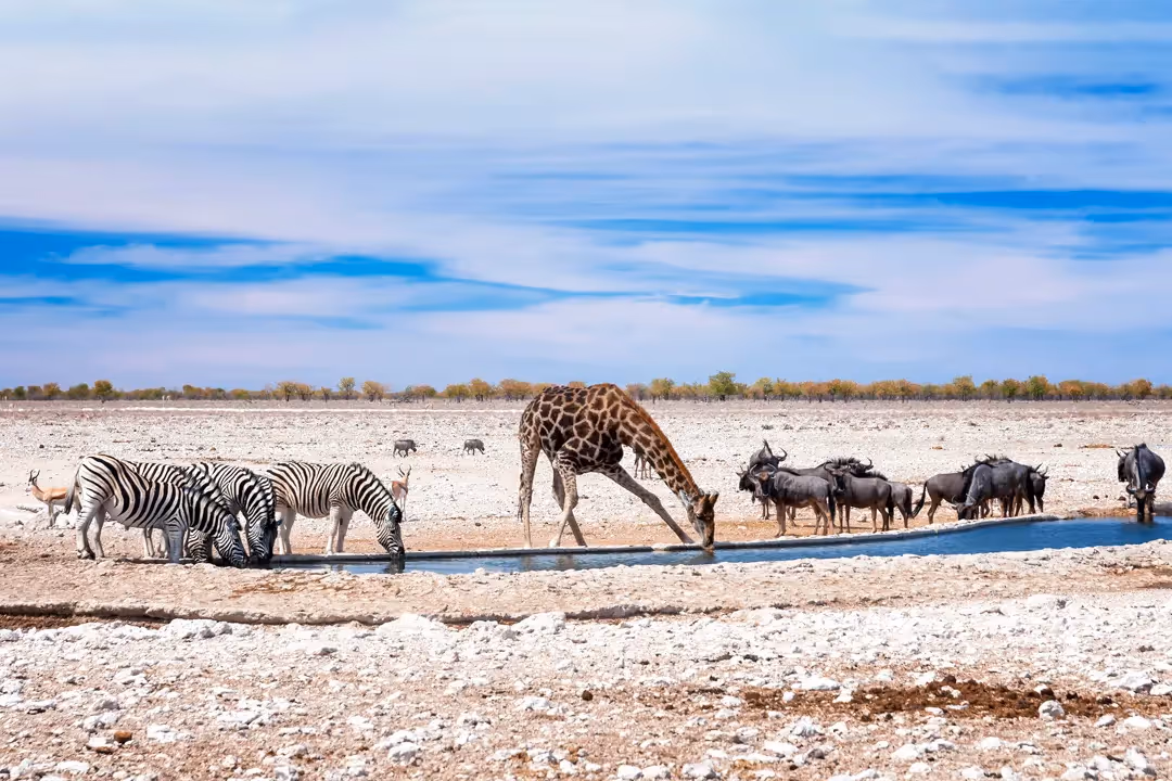 Take it slow, stopping along the way at popular waterholes and viewpoints.
