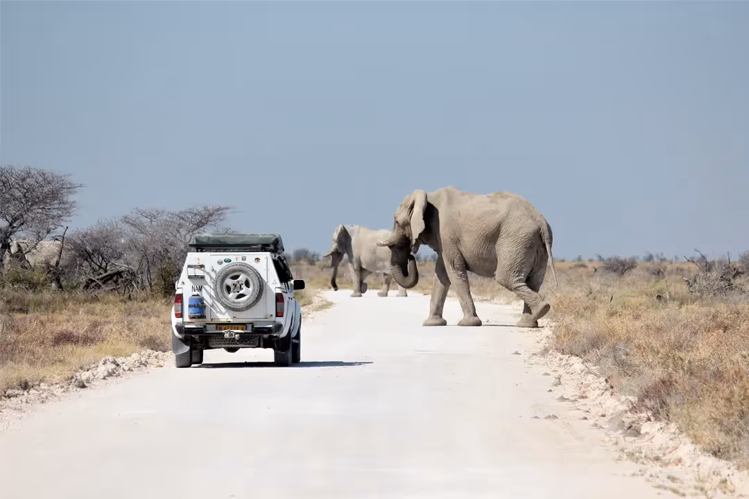 Snap away as you stop for incredible sightings.