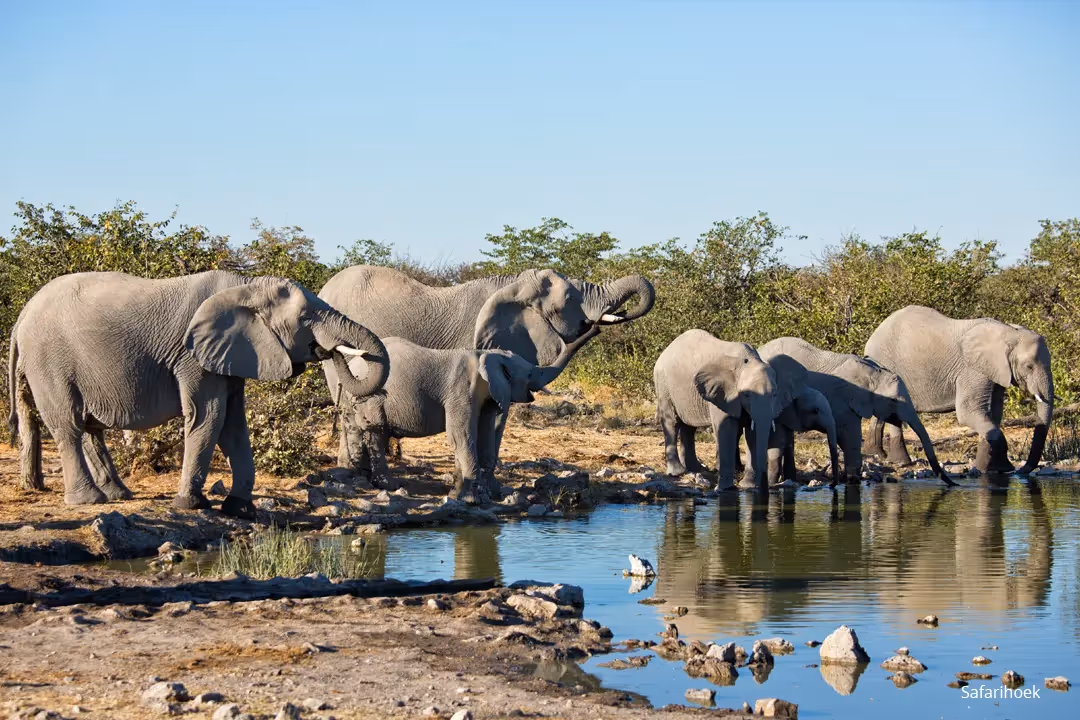Head off for more wildlife action, stopping at busy waterholes as the animals come out for an afternoon drink.