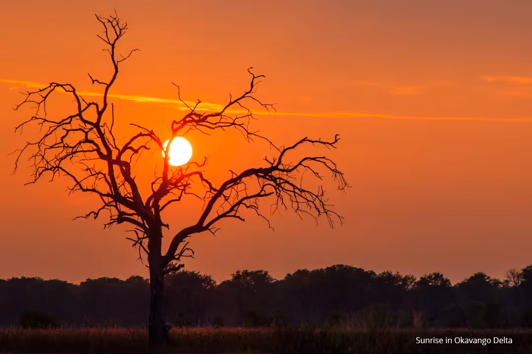 Rise and get safari ready.