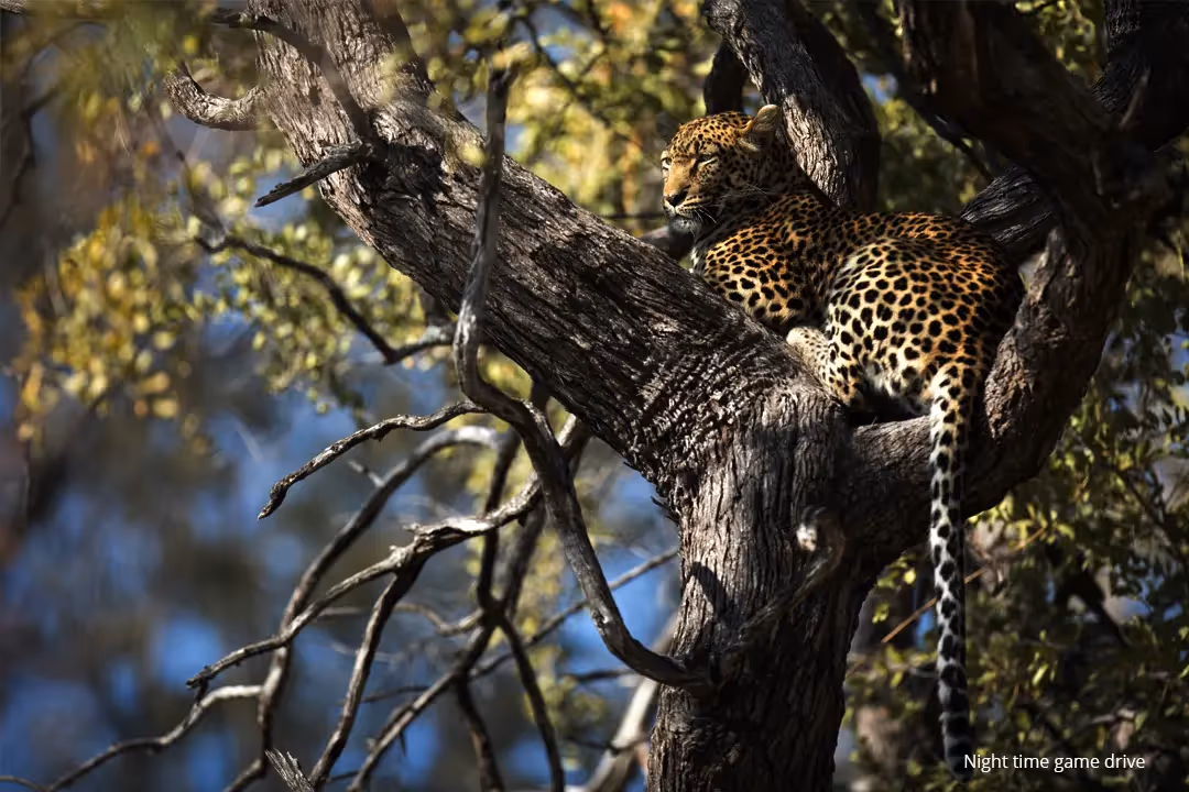 Take advantage of a night game drive on your way back to the lodge.