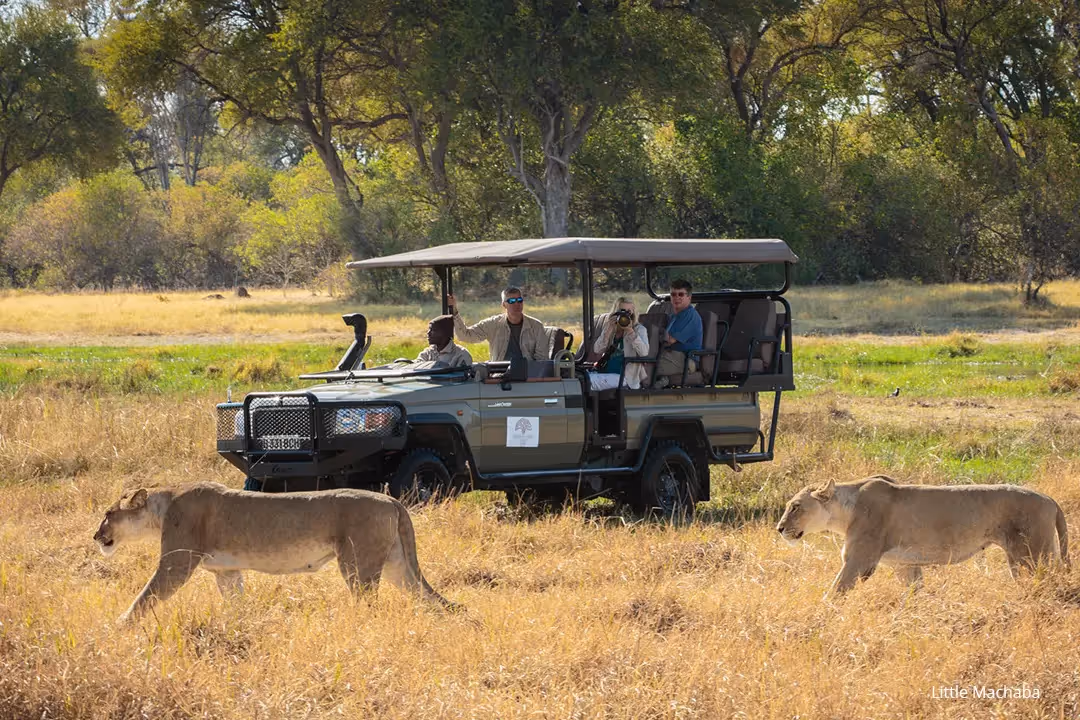 Wildlife is at its most active before the heat sets in – the best time to spot the Big Five!