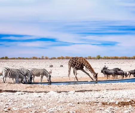 Central & Eastern Etosha