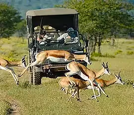 Spectacular game drive in Etosha with graceful springbok pronking in the foreground.