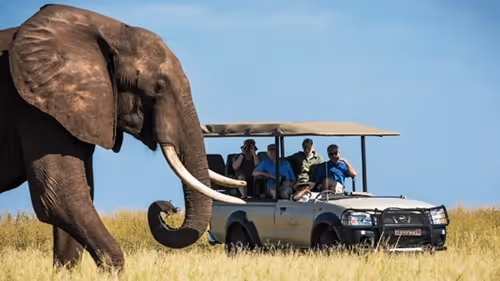 Guests on a Zimbabwean game drive safari capture the moment as they observe passing elephants.