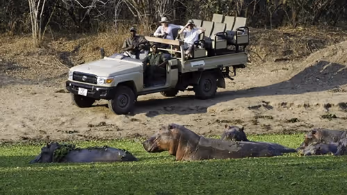 Guests on a game drive observe hippos nearby, immersed in the wildlife experience.