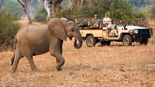 Guests spot elephants during an unforgettable game drive on their Ultimate Zambia Safari.