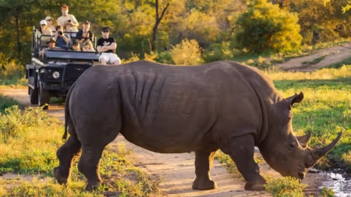 Guests on open game drive vehicle observe a rhino in Kruger National Park.