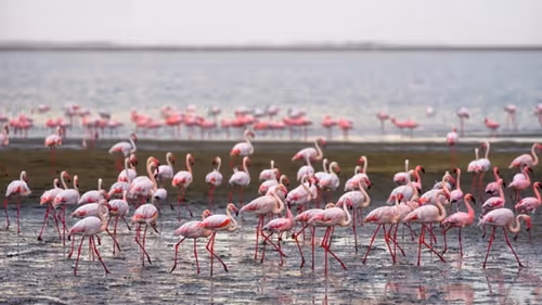 Scenic Walvis Bay shore excursion featuring flamingos in their natural habitat.
