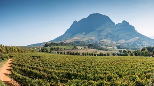 Scenic vineyard and winelands landscape near Cape Town, framed by majestic mountains.