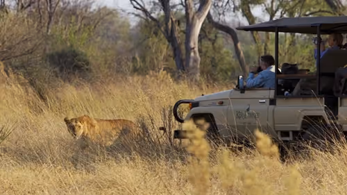 Guests encounter a lioness during a thrilling game drive adventure.