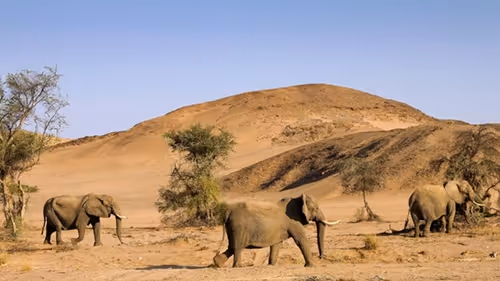 Desert elephant roam freely in Damaraland, Namibia's rugged wilderness.