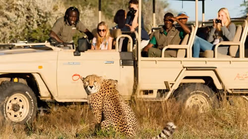 Cheetah in the foreground, with a safari vehicle of photographers in the background capturing the moment.