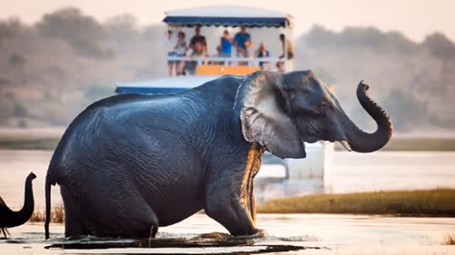 Guests on a boat safari witness an elephant cooling off in the waters of the Chobe River.