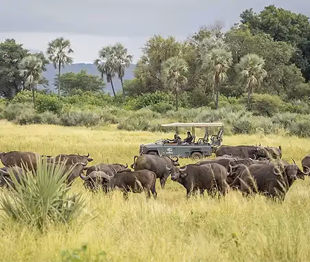 Game viewing at Pel's Post Lodge
