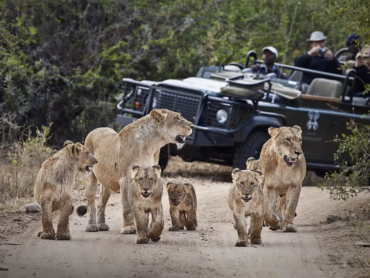 Londolozi Founders Camp