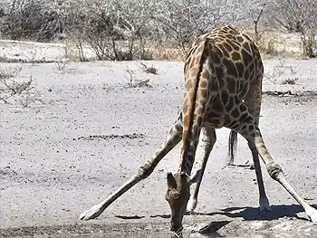 Waterhole at The Dune Camp