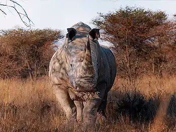 Rhino