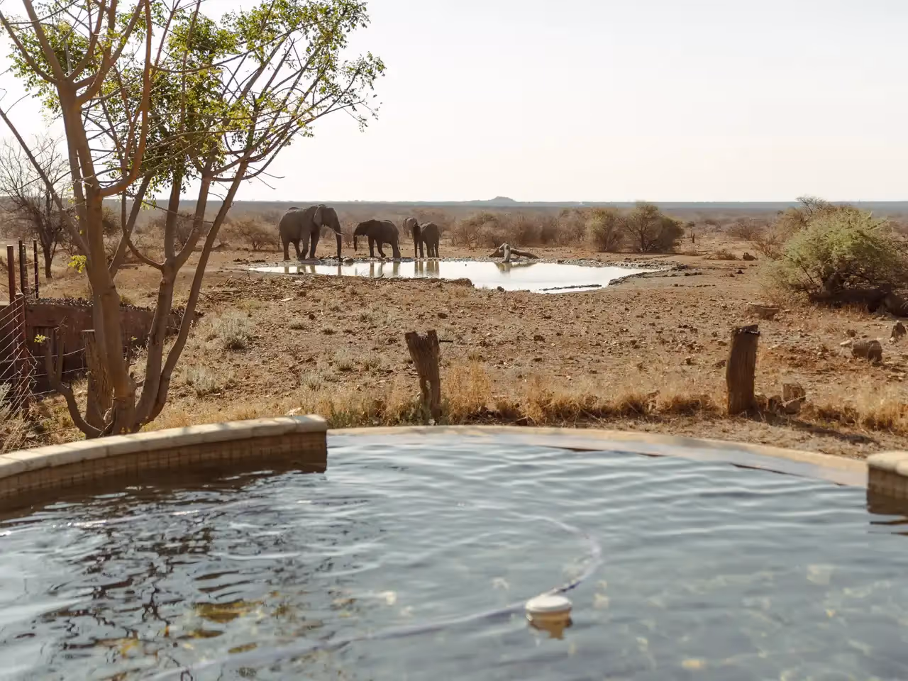 The Last Word Madikwe