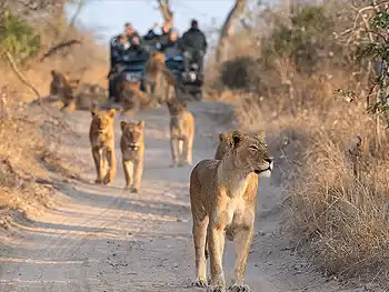 Game viewing in Kruger