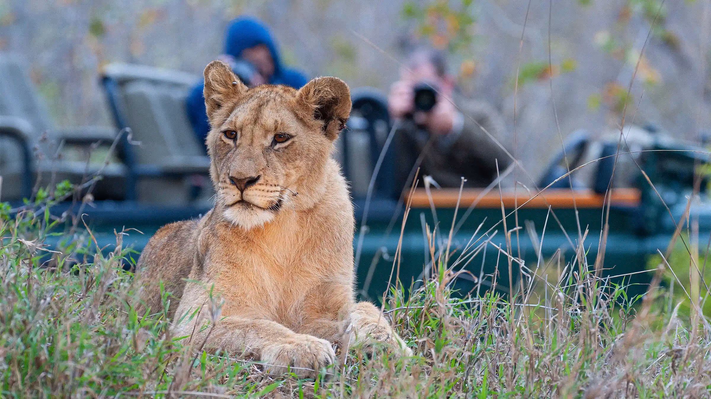 Up close lion encounter on a game drive in Kruger, South Africa