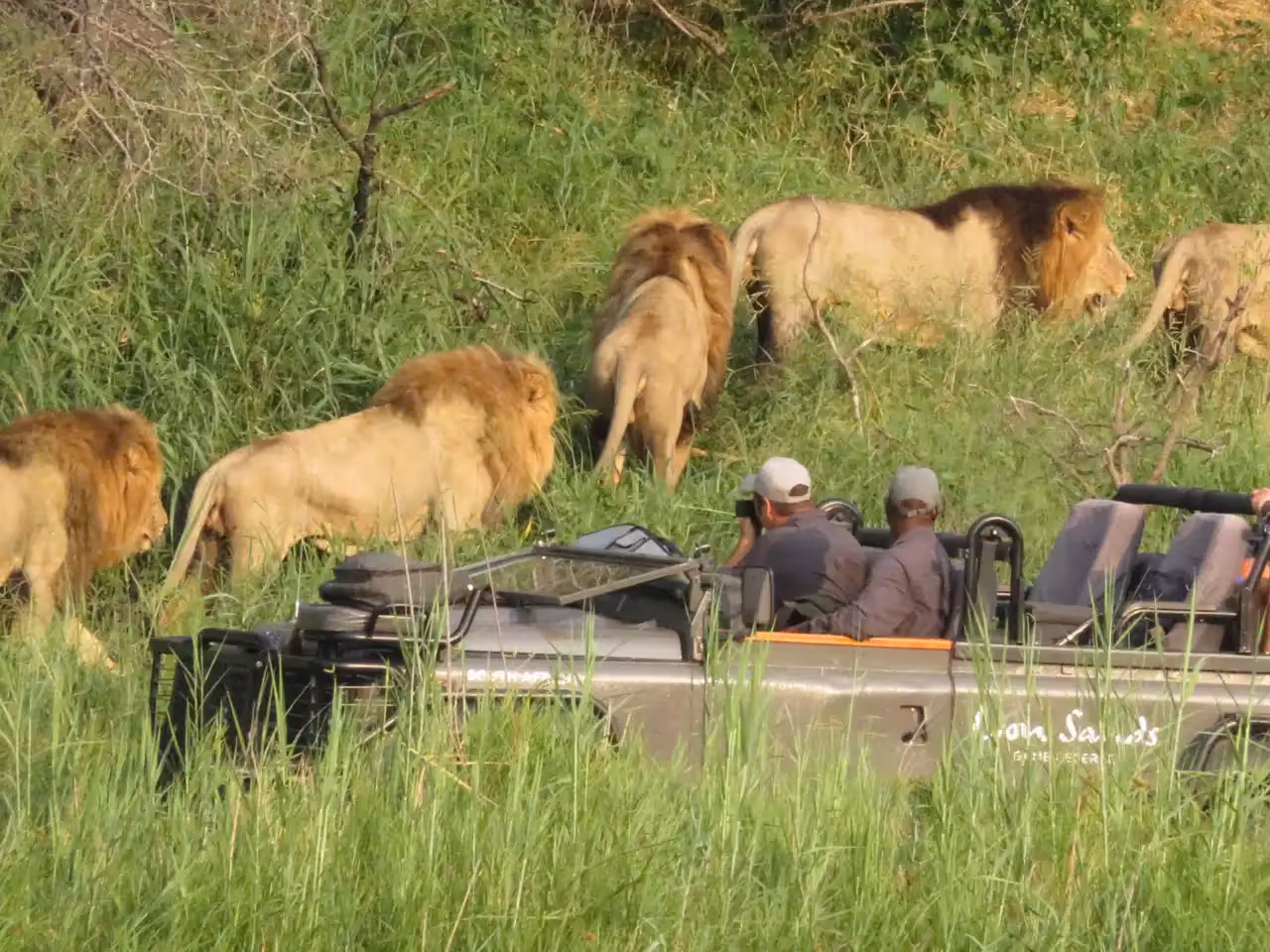 Lion Sands Treehouses