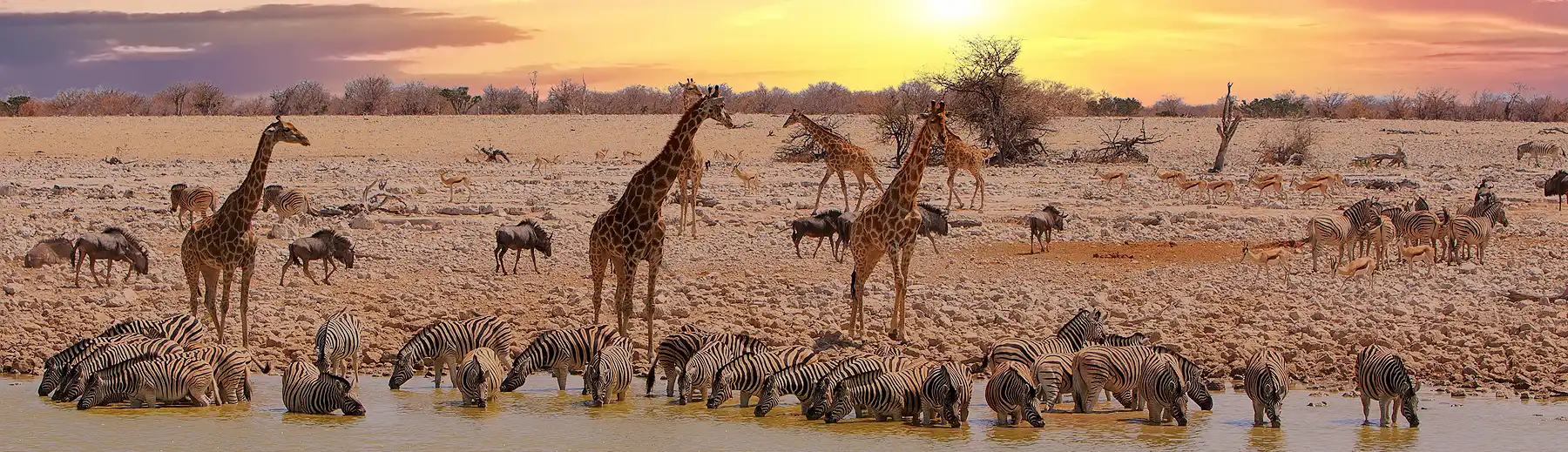 Sunset at a waterhole in Etosha - giraffe, zebra, wildebeest, springbok