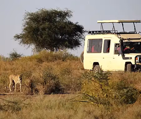 A cheetah sighting on a Namibia Guided Tour