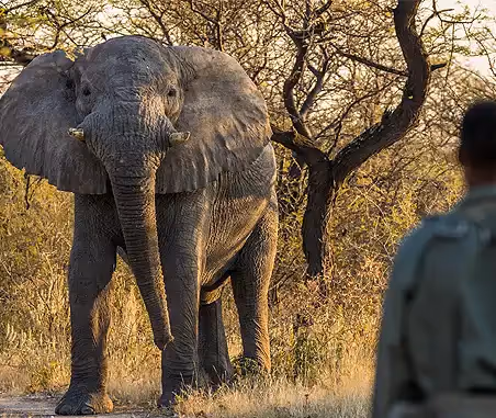 How Onguma’s Anti-Poaching Unit Is Making a Difference in Namibia