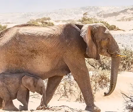 Elephant-Human Relations Aid (EHRA): Protecting Desert Elephants in Namibia