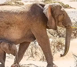 EHRA (Elephant-Human Relations Aid)