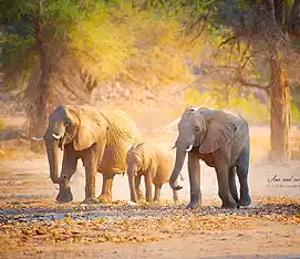 Desert-adapted elephant family