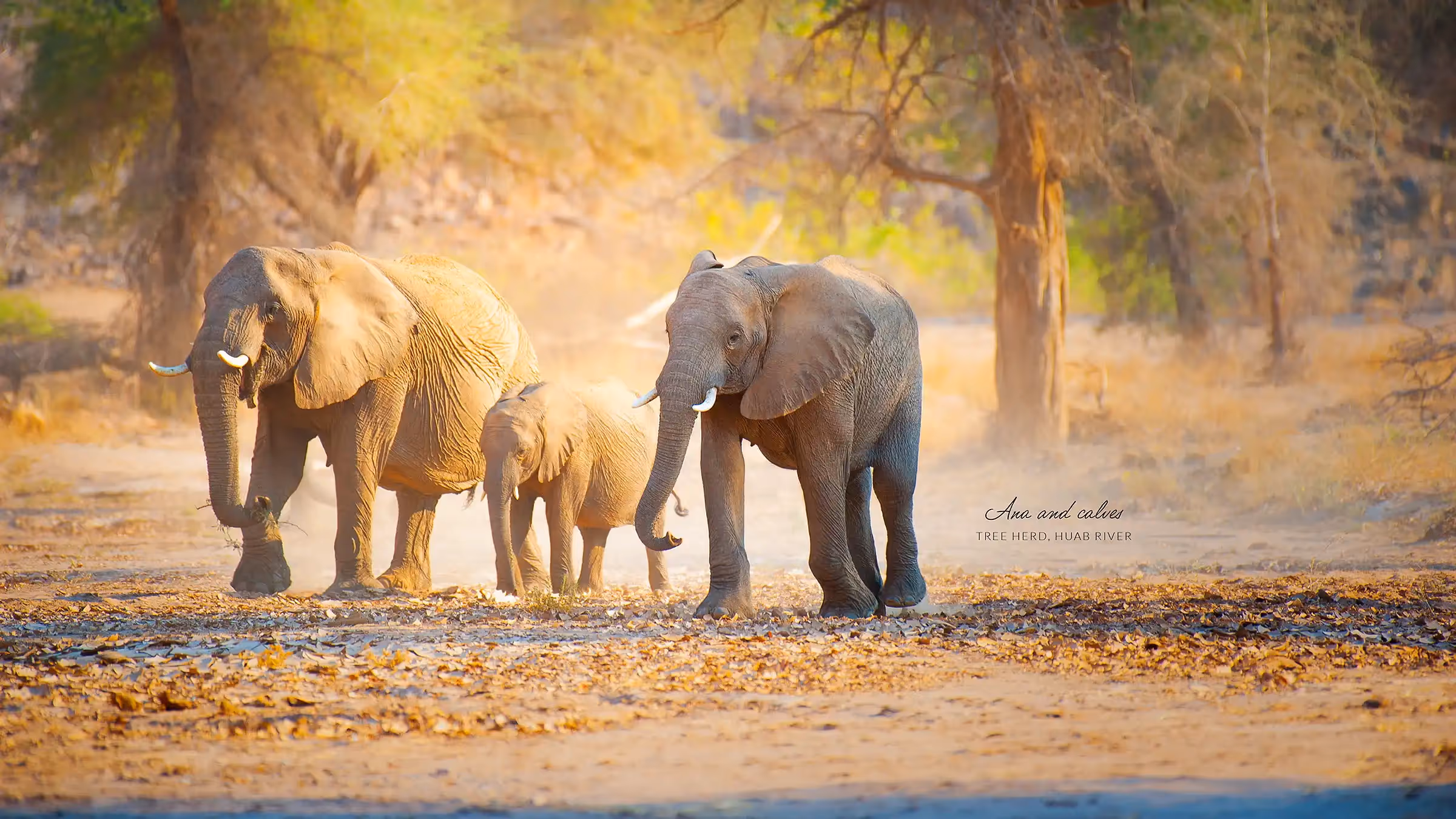 Desert-adapted elephant family