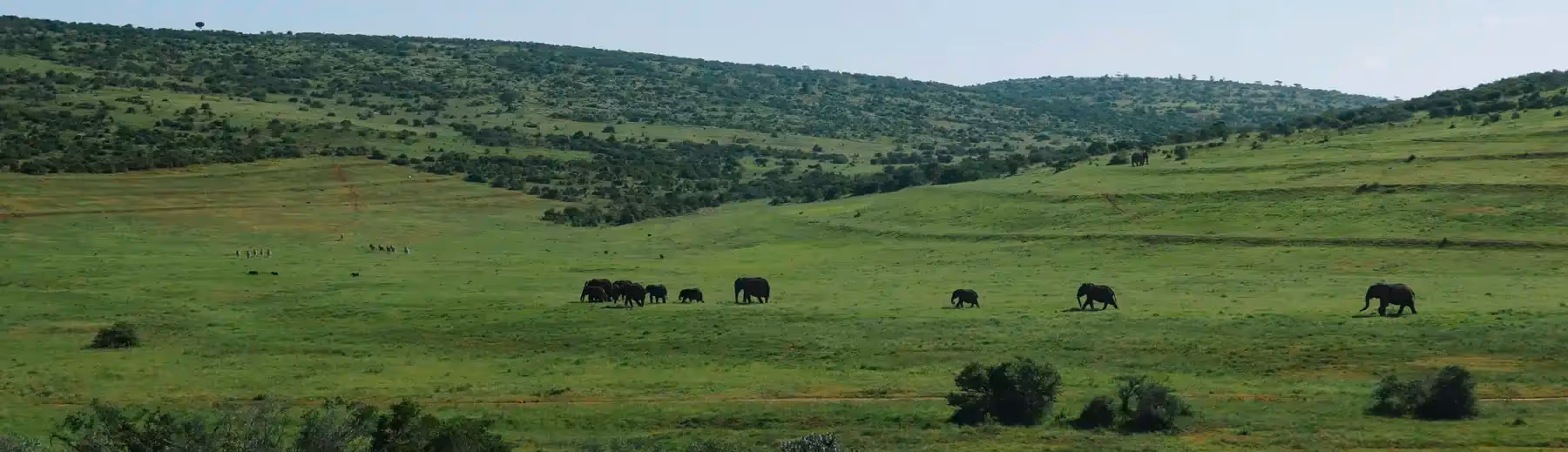 Elephants grazing on a lush green plain in Addo Elephant Park, South Africa, with rolling hills in the background under a clear blue sky.