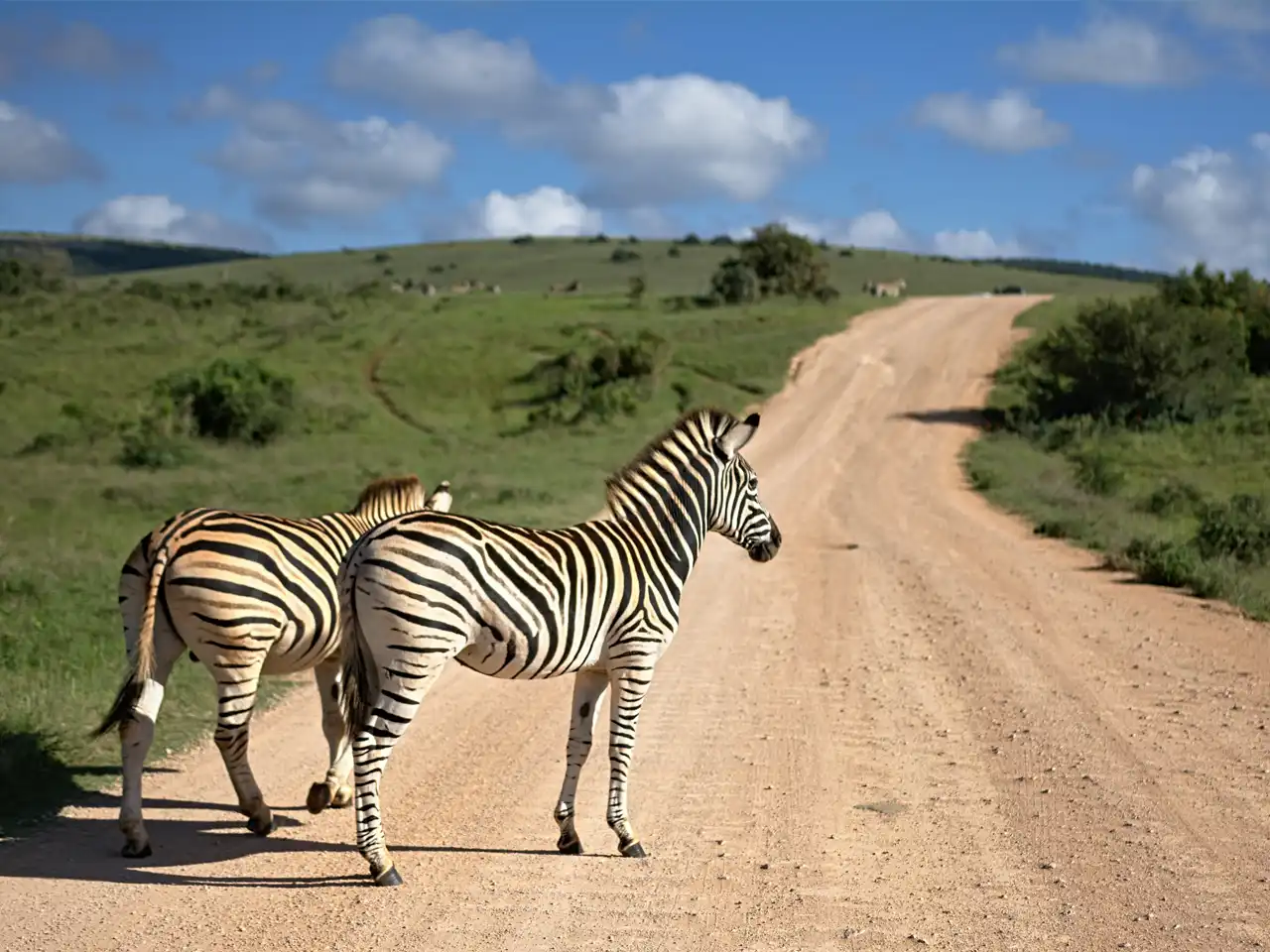 Two zebras standing on a dirt road in Addo Elephant Park, surrounded by green grassy hills under a bright blue sky.