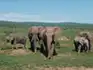 A group of African elephants, including calves, walking across green open plains in Addo Elephant Park under a clear blue sky.