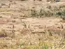 A group of meerkats standing alert in dry grassland at Addo Elephant Park, surrounded by scrub and low vegetation.